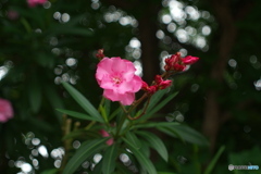 Bokeh