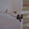 黒くつぼんだ花
