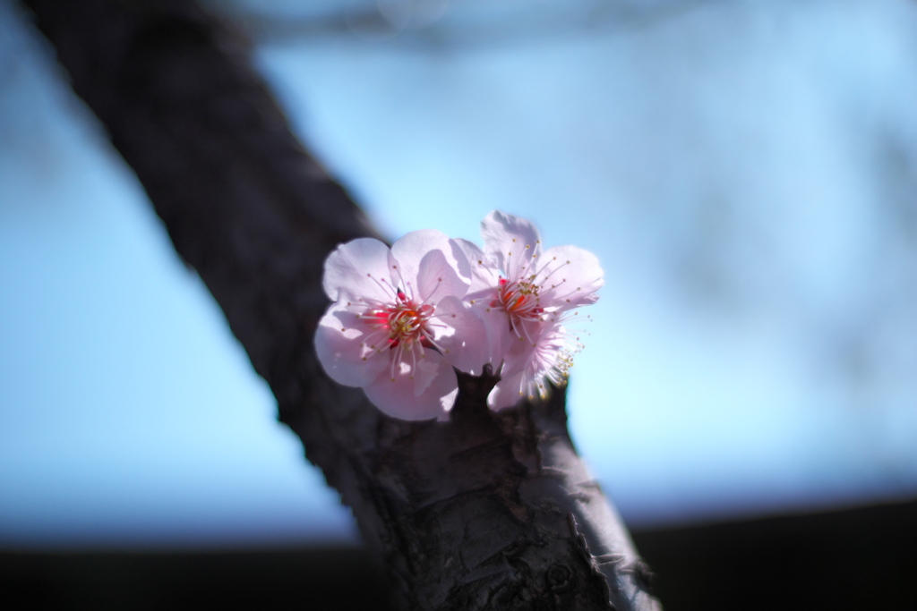 夫婦梅