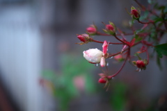 蕾と雫