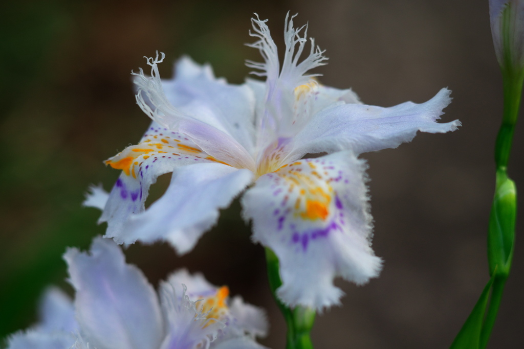 胡蝶花