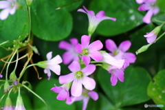 道端の花