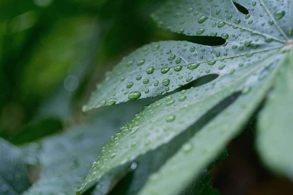 雨の日の散歩