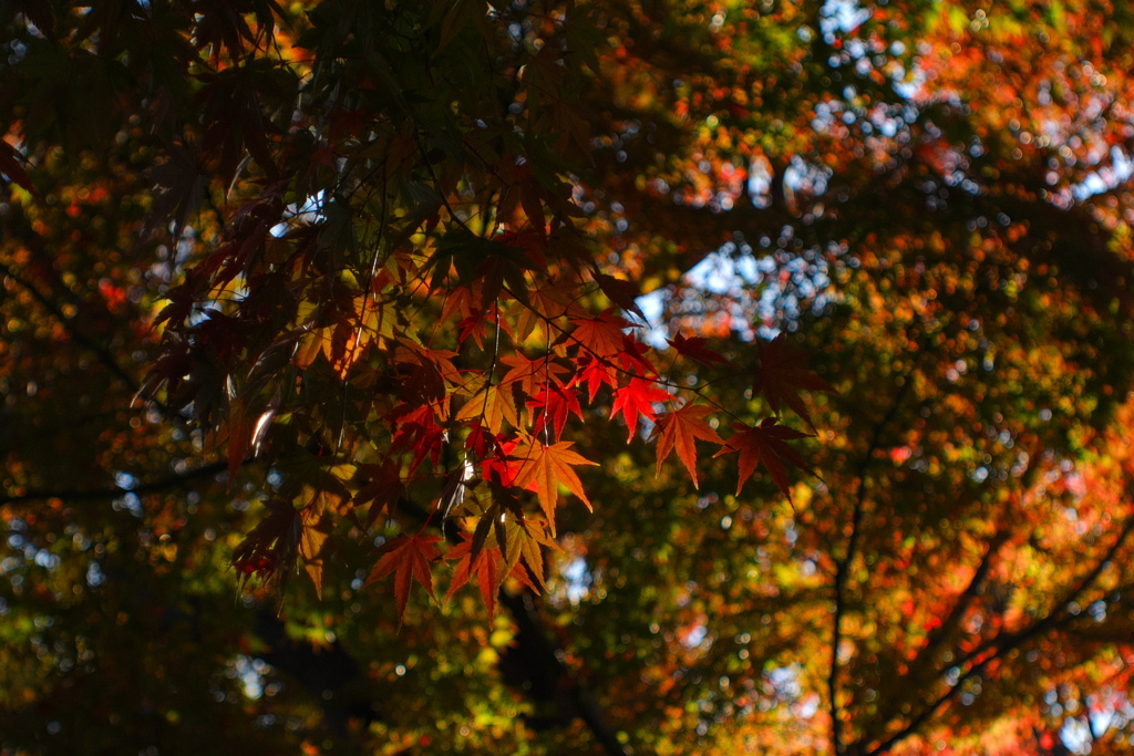 透かし紅葉