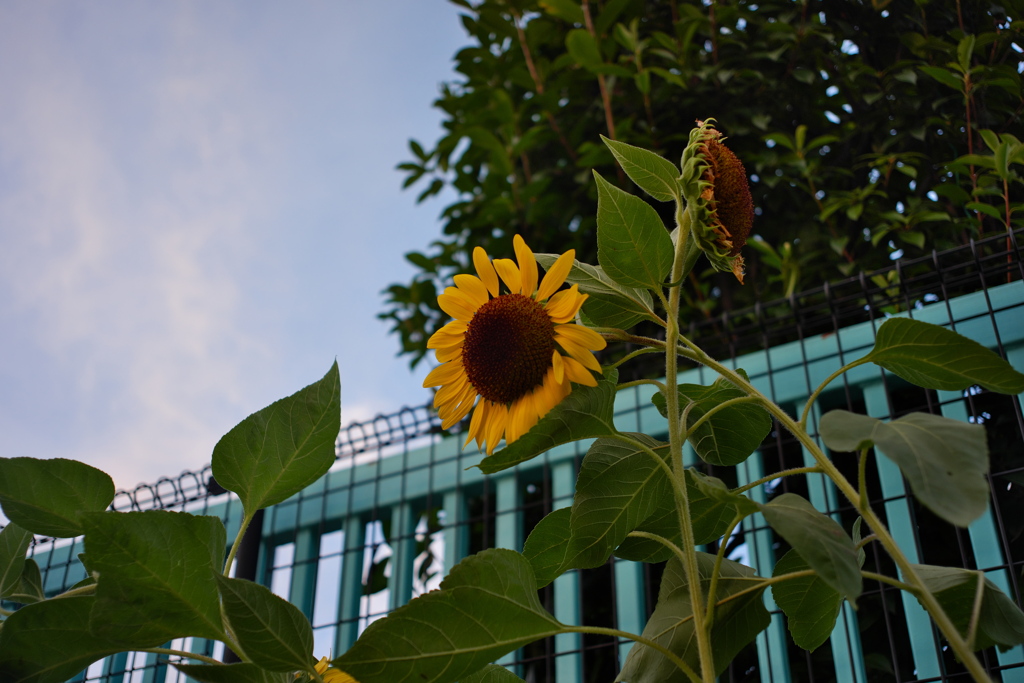 夏のおわり