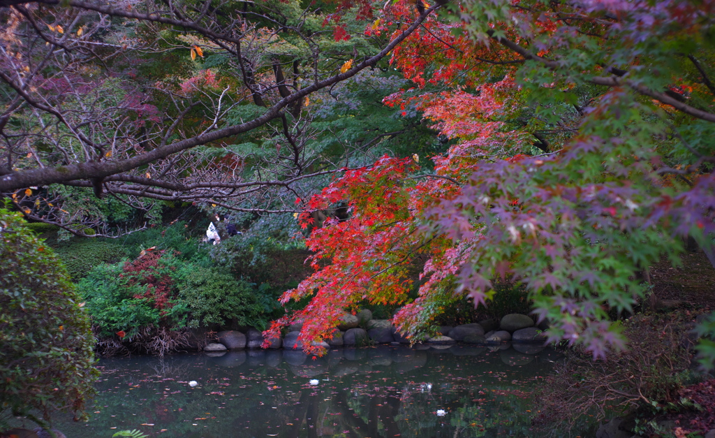 池と紅葉
