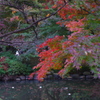 池と紅葉