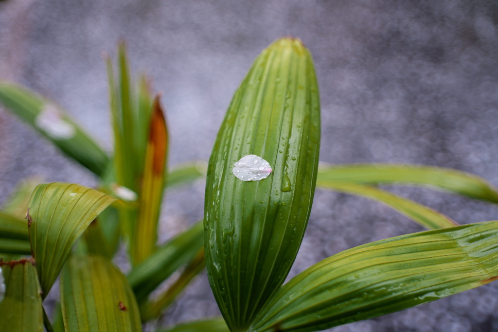 花びらと水滴