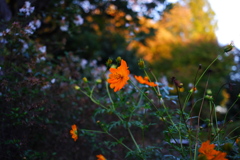 Sulphur Cosmos