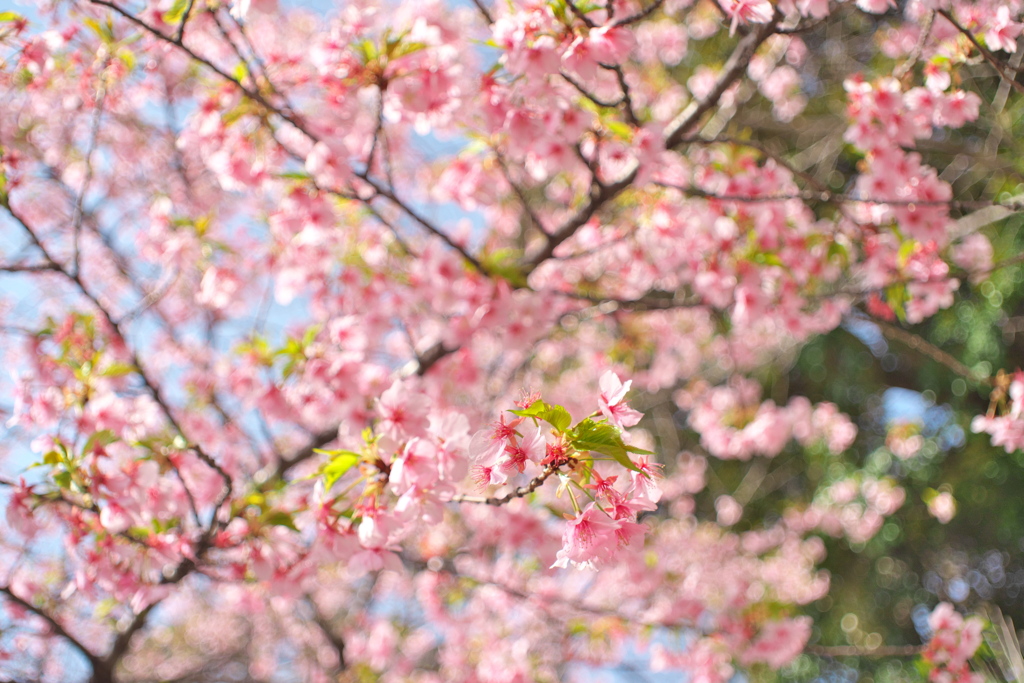 河津桜でレンズ遊び 〜CarlZeiss Skoparex35F3.4〜