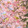 河津桜でレンズ遊び 〜CarlZeiss Skoparex35F3.4〜