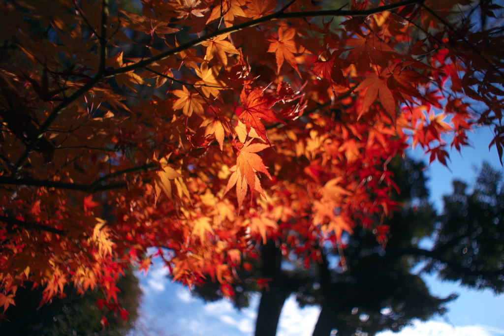 紅葉を仰ぐ