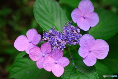紫陽花ドローン
