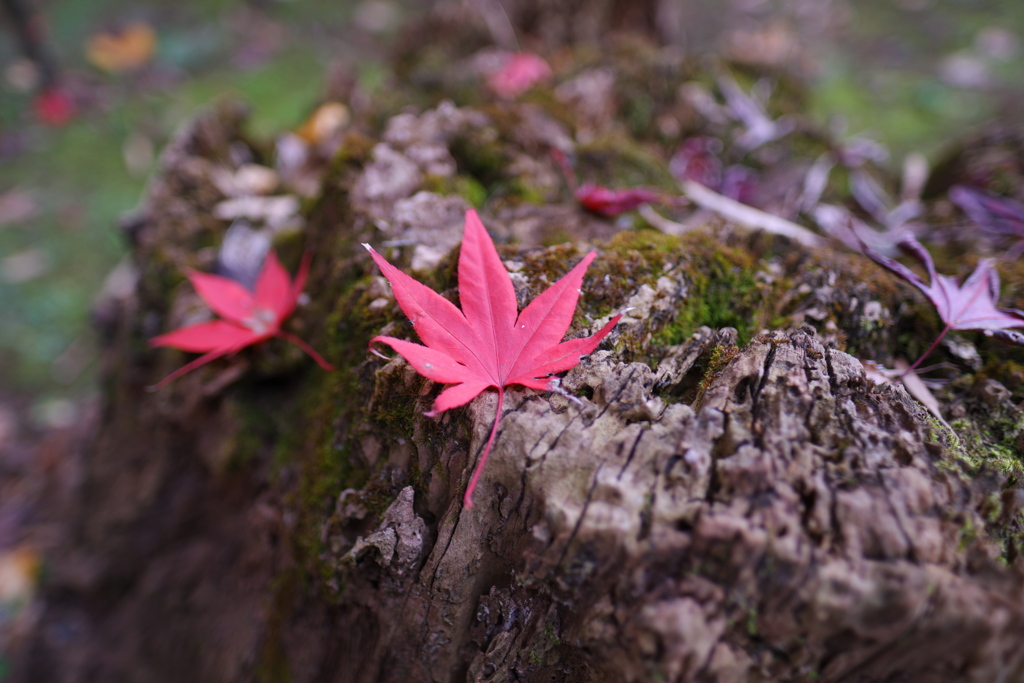 切り株と紅葉