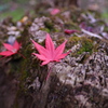 切り株と紅葉