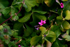 小さな花