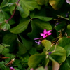 小さな花