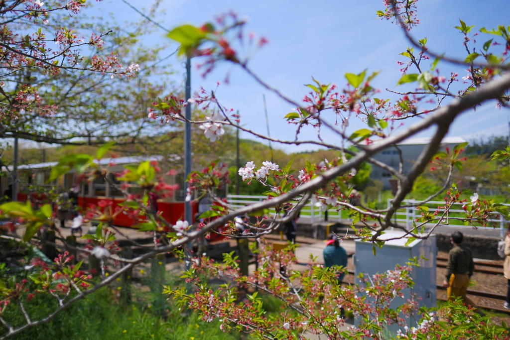 葉桜とトロッコ