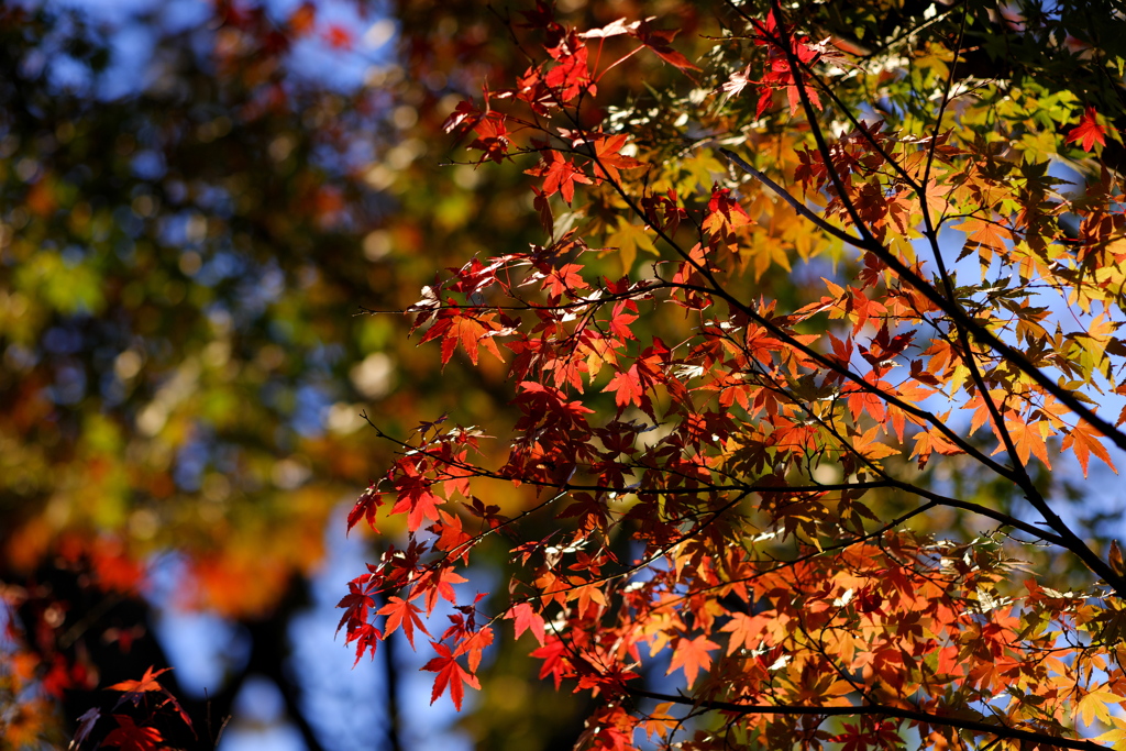 フジレンズで紅葉