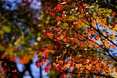 フジレンズで紅葉