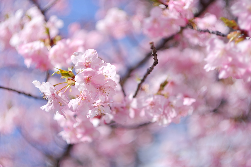 河津桜でレンズ遊び 〜Summicron50F2Collapsible〜