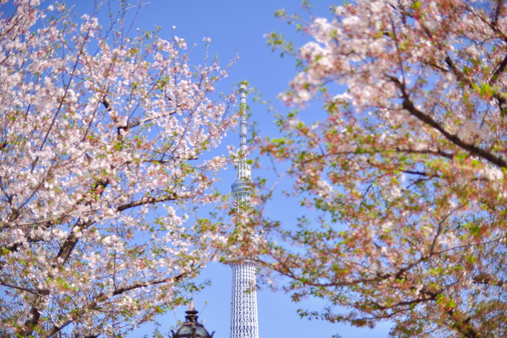 葉桜とスカイツリー