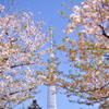 葉桜とスカイツリー