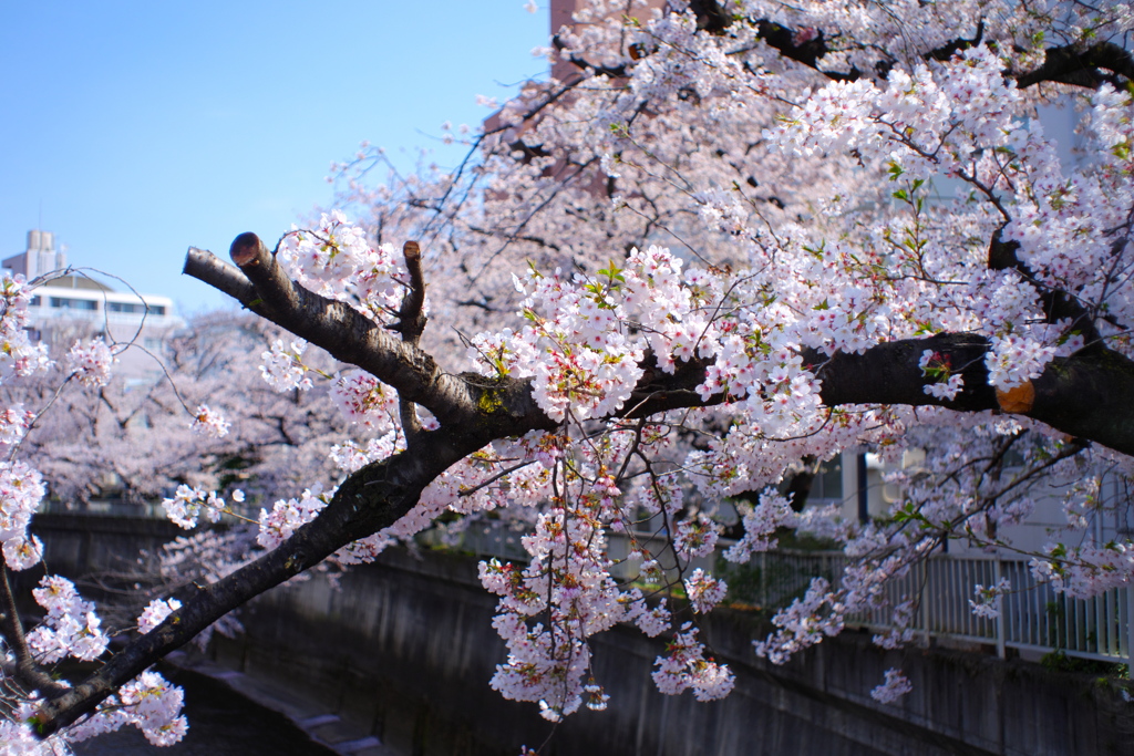 川と桜
