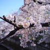 川と桜