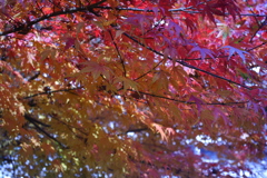 蒼い紅葉