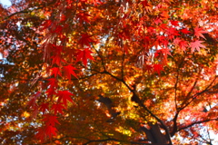 紅葉