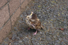 若鳥 (?)