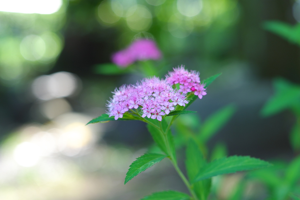 ピンク色の花