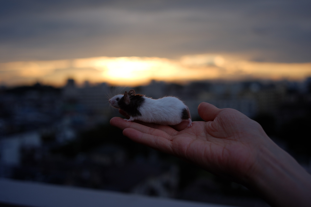 夕焼けに輝く