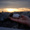 夕焼けに輝く
