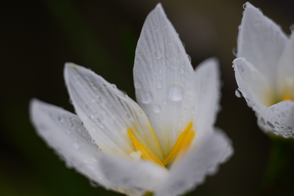 水滴と白い花②