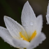 水滴と白い花②
