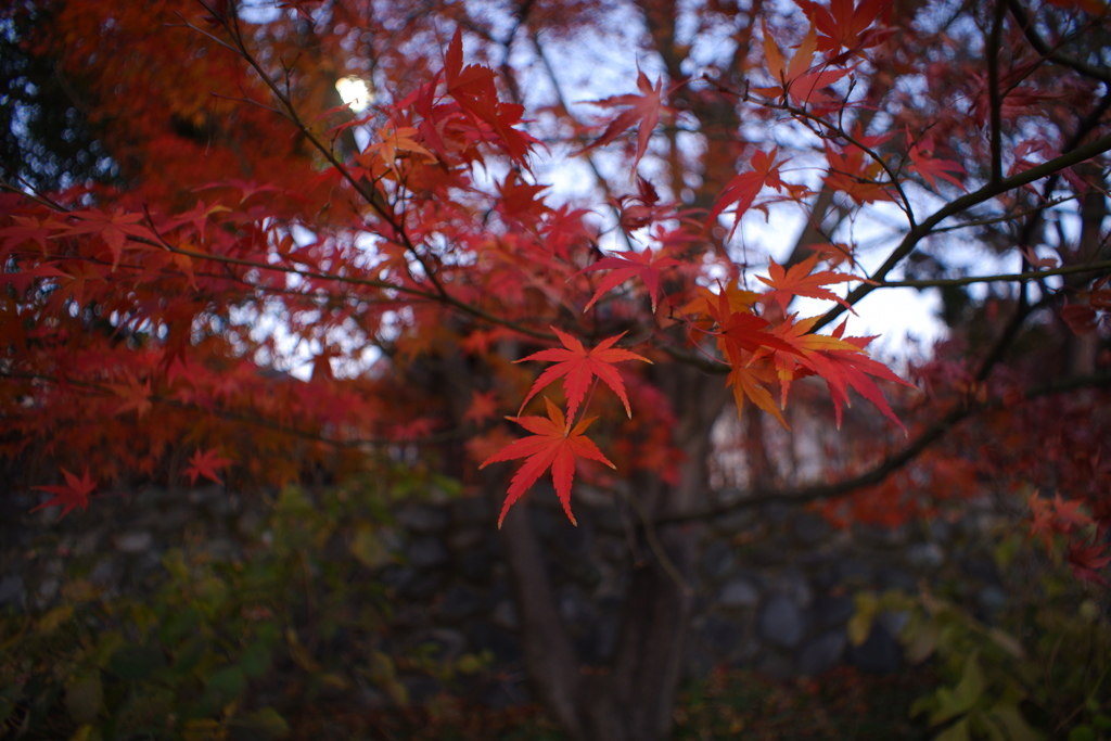 紅葉×ロシアンレンズ