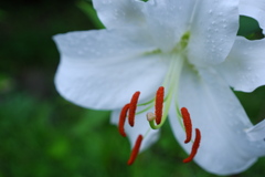 花粉