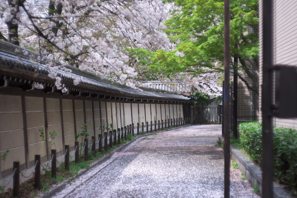 花びらの道