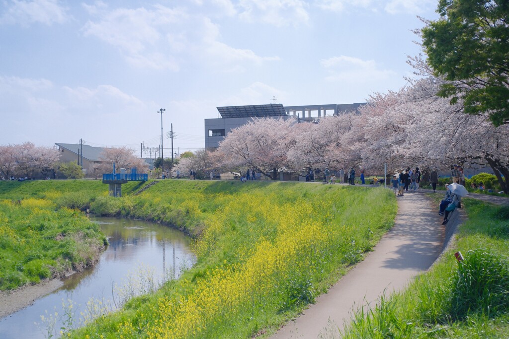 春の川辺