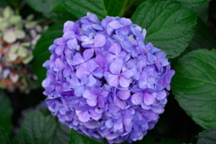 紫陽花