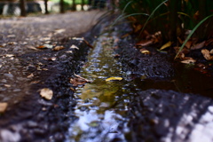 等々力渓谷にて ~足元の水路~