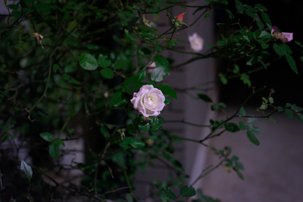 夜の花