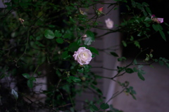 夜の花