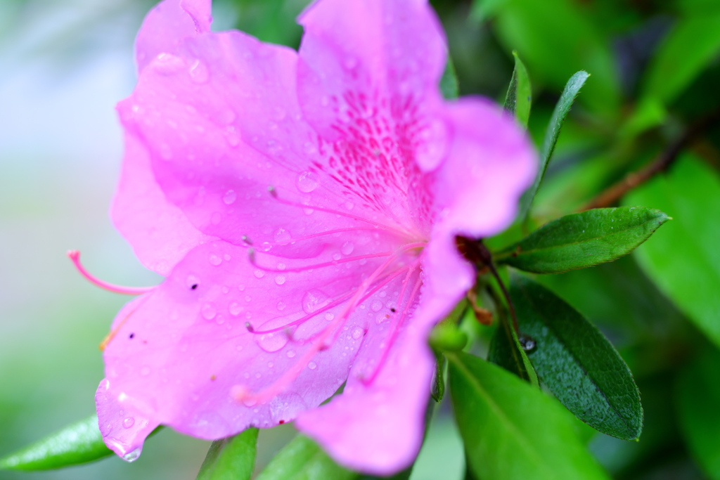 雨とツツジ③