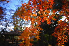 公園の紅葉