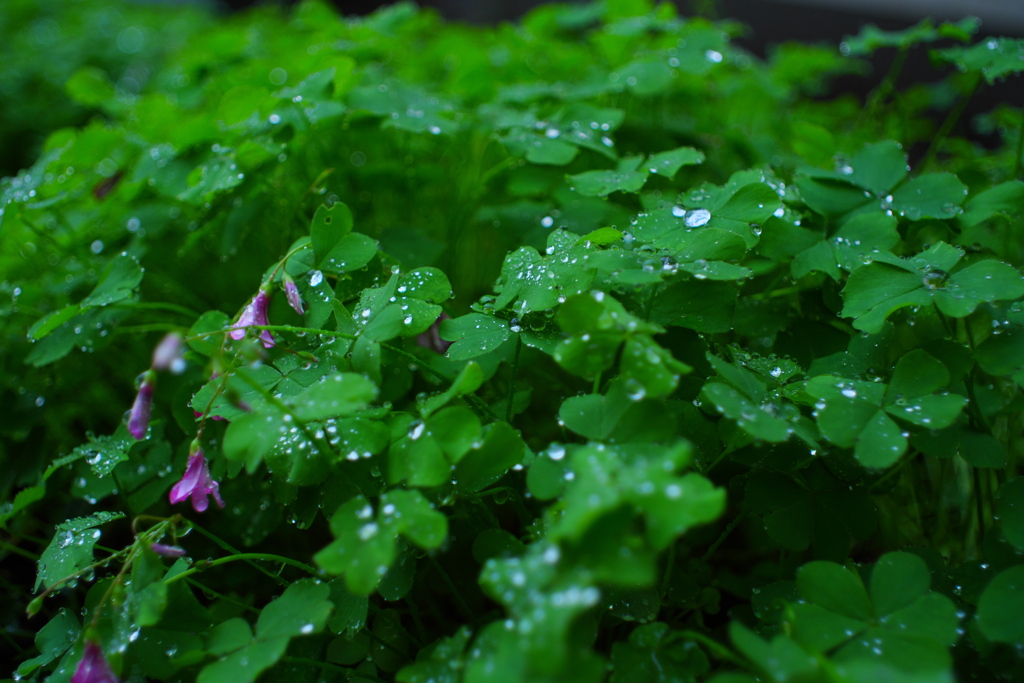 雨の日のカタバミ