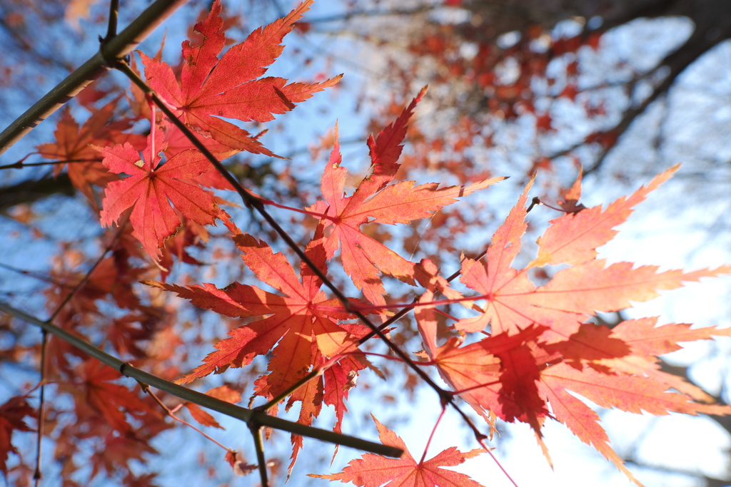 冬の紅葉