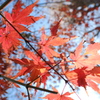冬の紅葉